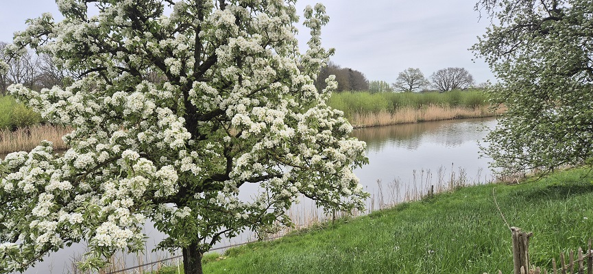 Wandeling Kort en Prachtig Enspijk bij fruitbloesem