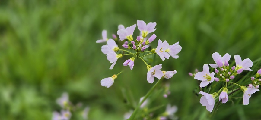 Wandeling Kort en Prachtig Enspijk bij een Pinksterbloem