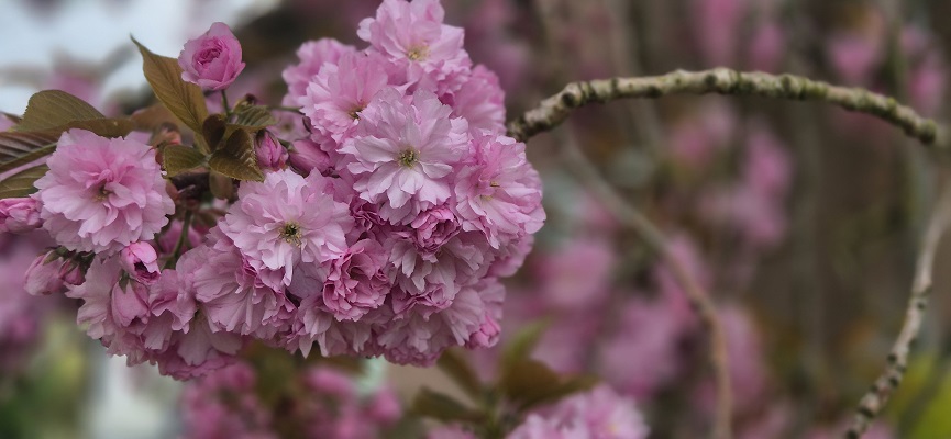 Wandeling Kort en Prachtig Enspijk bij fruitbloesem