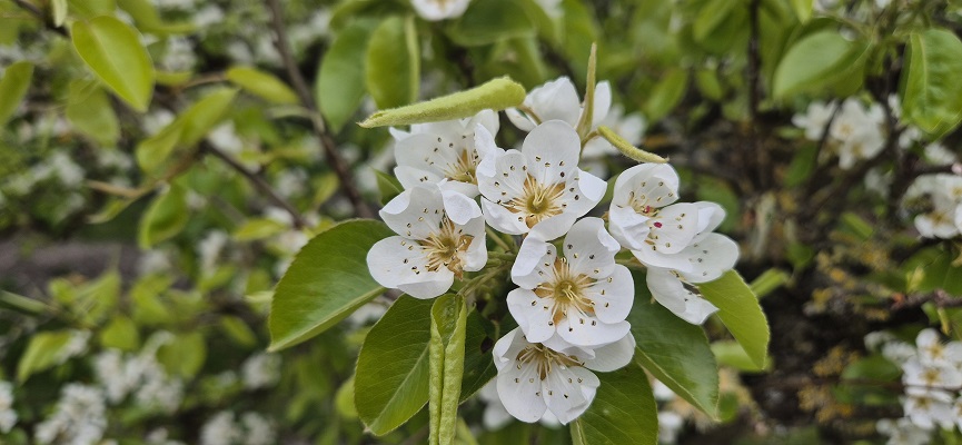 Wandeling Kort en Prachtig Enspijk bij fruitbloesem