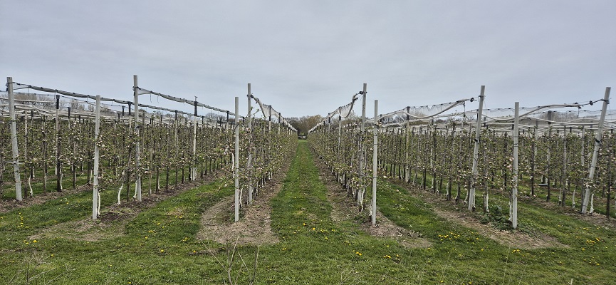 Wandeling Kort en Prachtig Enspijk bij fruitbloesem