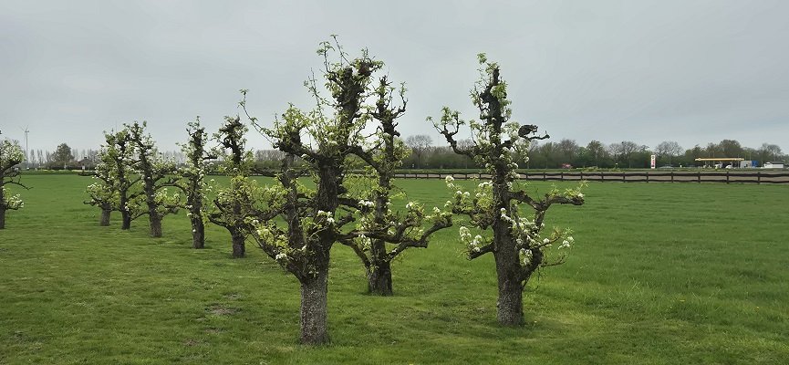 Wandeling Kort en Prachtig Enspijk bij fruitbloesem