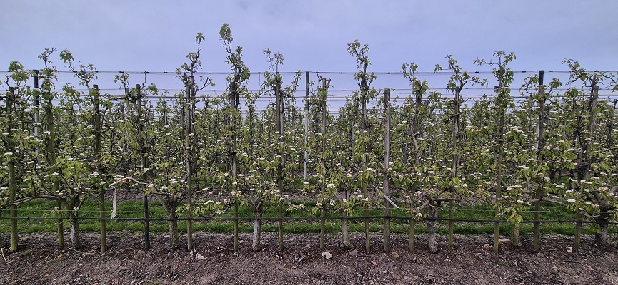 Wandeling Kort en Prachtig Enspijk bij fruitbloesem