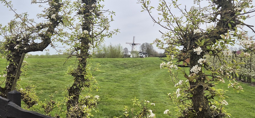 Wandeling Kort en Prachtig Enspijk bij molen De Vlinder