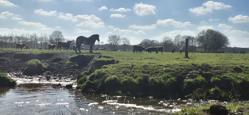 Wandeling over Trage Tocht Altweerderheide bij de Tungelroyse Beek