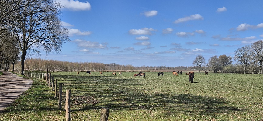Wandeling over Trage Tocht Altweerderheide