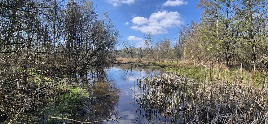 Wandeling over Trage Tocht Altweerderheide bij het Wijffelterbroek