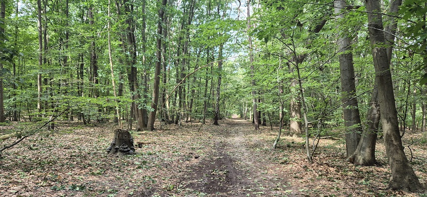 trage-tocht-bussum-13 Wandeling over Trage Tocht Bussum in het Spandersbos