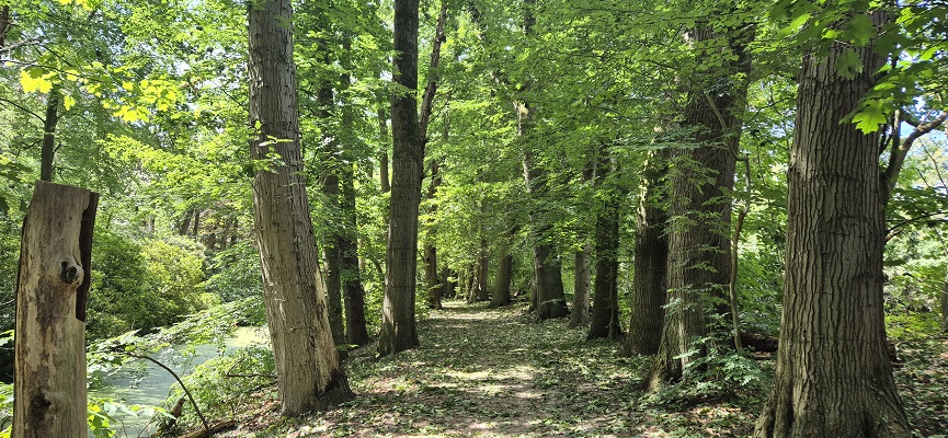 Wandeling over Trage Tocht Bussum in het Spandersbos