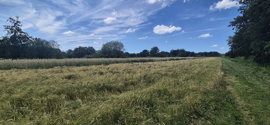 trage-tocht-bussum-23 Wandeling over Trage Tocht Bussum op landgoed Hilver