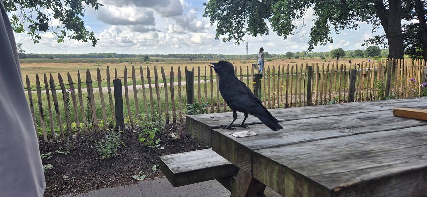 Wandeling over Trage Tocht Bussum op de Bussummerheide