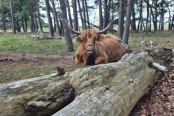Wandeling over Trage Tocht Bussum op de Bussummerheide