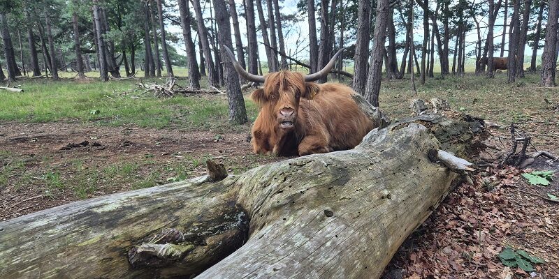Wandeling over Trage Tocht Bussum op de Bussummerheide
