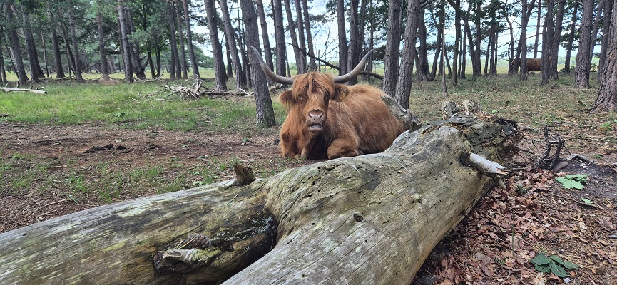Trage Tocht Bussum – Wandelen over de Bussummerheide