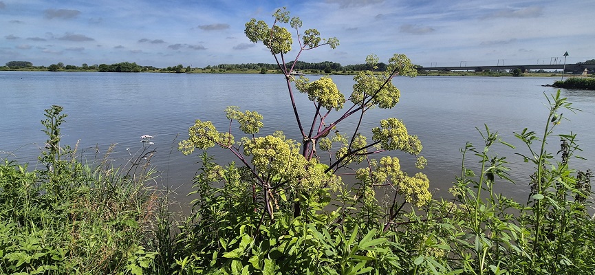 Wandeling over Stadse Trage Tocht Culemborg