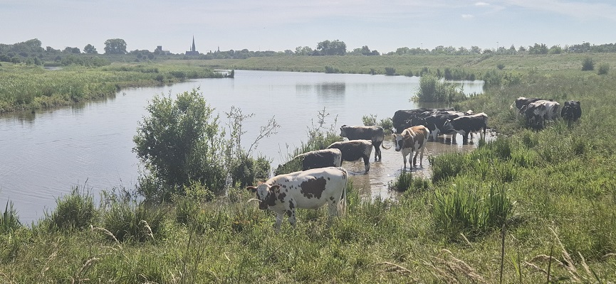 Wandeling over Stadse Trage Tocht Culemborg