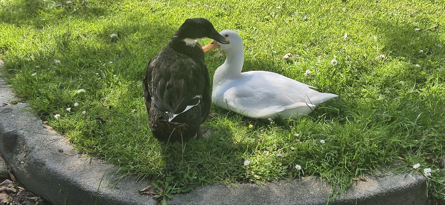 Wandeling over Stadse Trage Tocht Culemborg