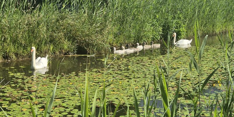 Wandeling over Stadse Trage Tocht Culemborg