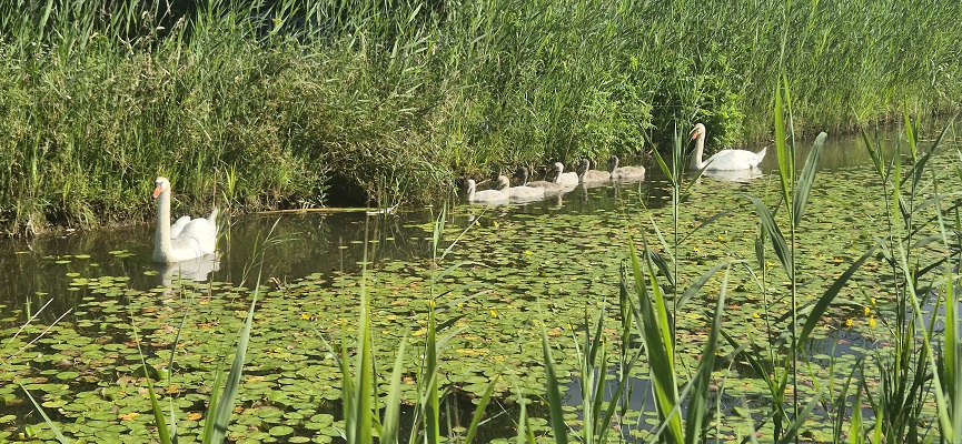 Wandeling over Stadse Trage Tocht Culemborg