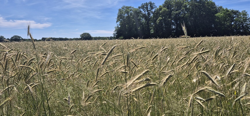 Wandeling over Trage Tocht De Wijk op landgoed Dickinge