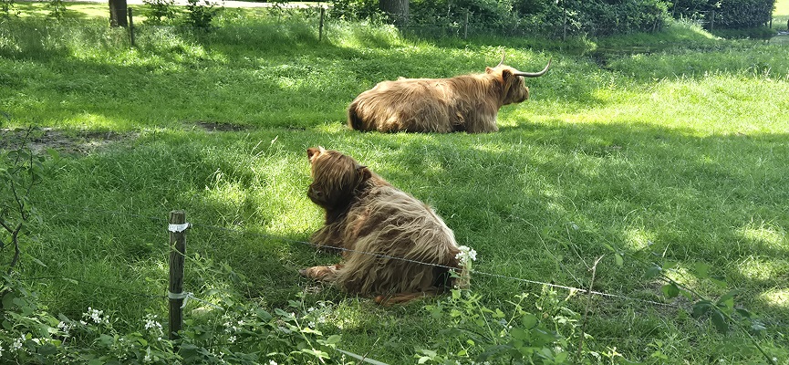 Wandeling over Trage Tocht De Wijk op landgoed Dickinge