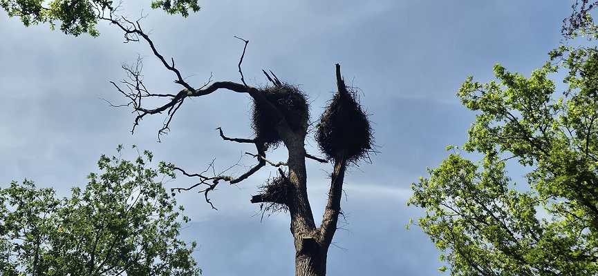 Wandeling over Trage Tocht De Wijk bij ooievaars buitenstation De Lokkerij