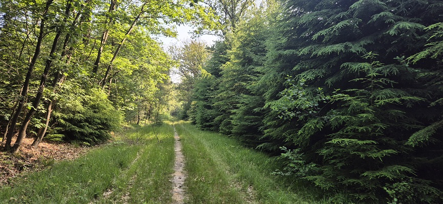 Wandeling over Trage Tocht Gees bij boswachterij Gees