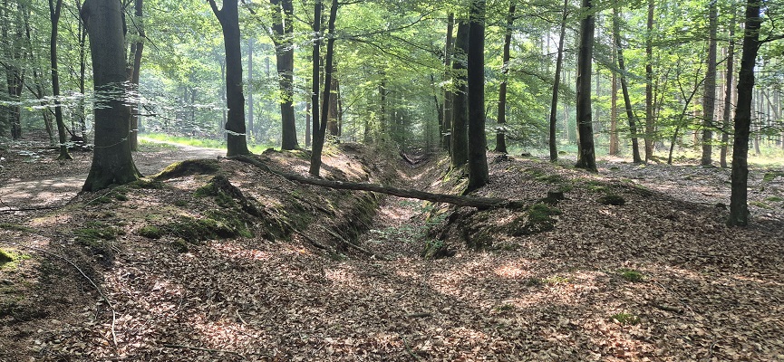 Wandeling over Trage Tocht Gees bij boswachterij Gees