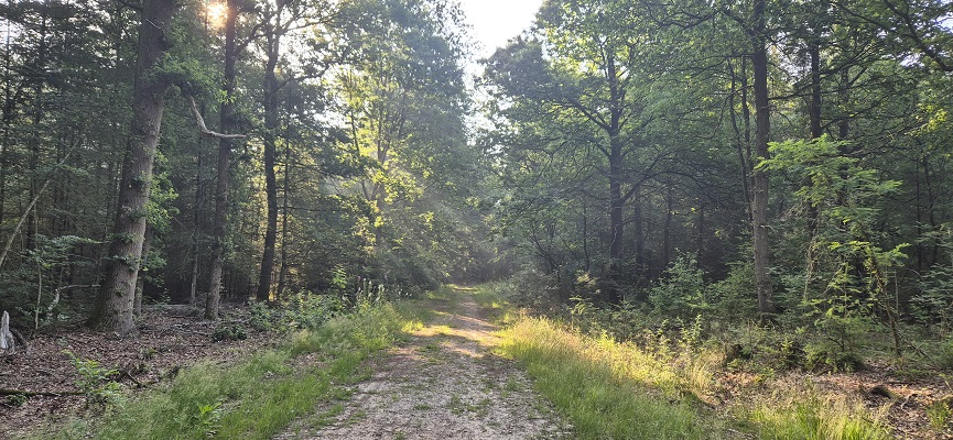 Wandeling over Trage Tocht Gees bij boswachterij Gees