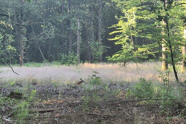 Wandeling over Trage Tocht Gees bij boswachterij Gees