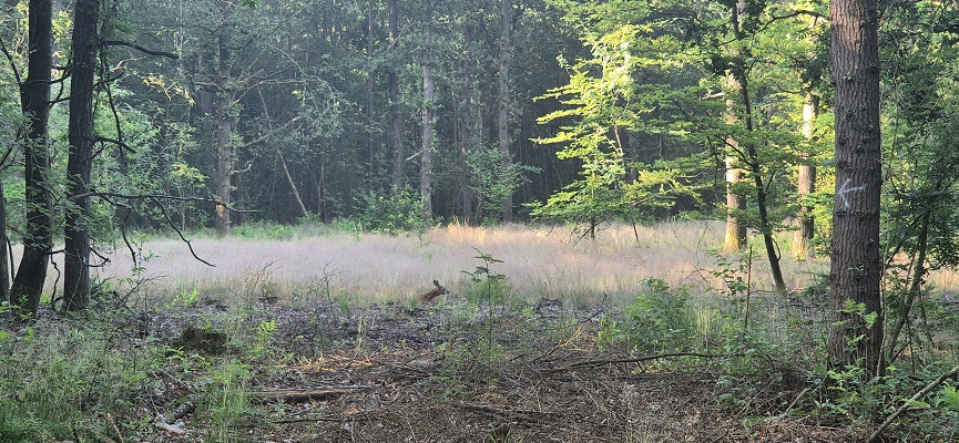 Wandeling over Trage Tocht Gees bij boswachterij Gees