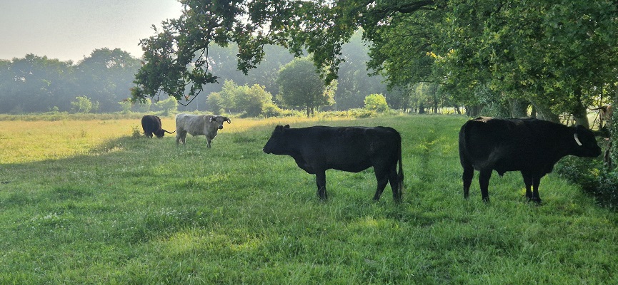 Wandeling over Trage Tocht Gees bij de Marsen