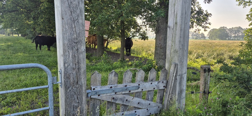 Wandeling over Trage Tocht Gees bij boswachterij Gees