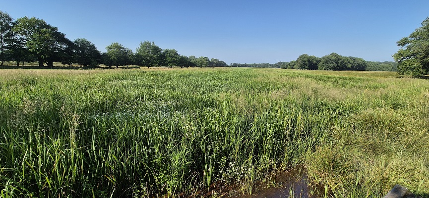Wandeling over Trage Tocht Gees bij de Geesterstroom