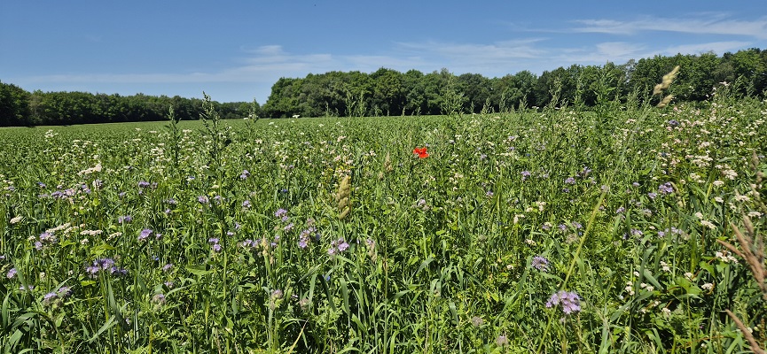 Wandeling over Trage Tocht Orvelte