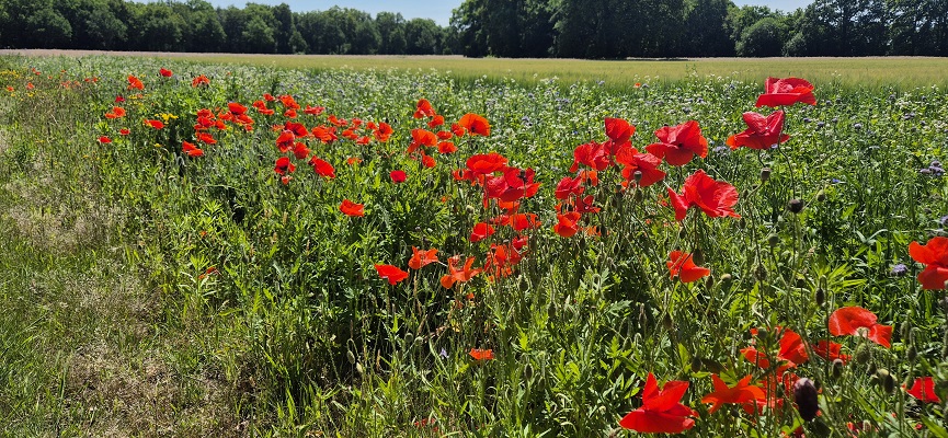 Wandeling over Trage Tocht Orvelte