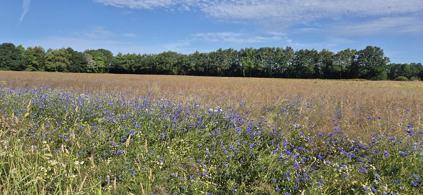 Wandeling over Trage Tocht Orvelte