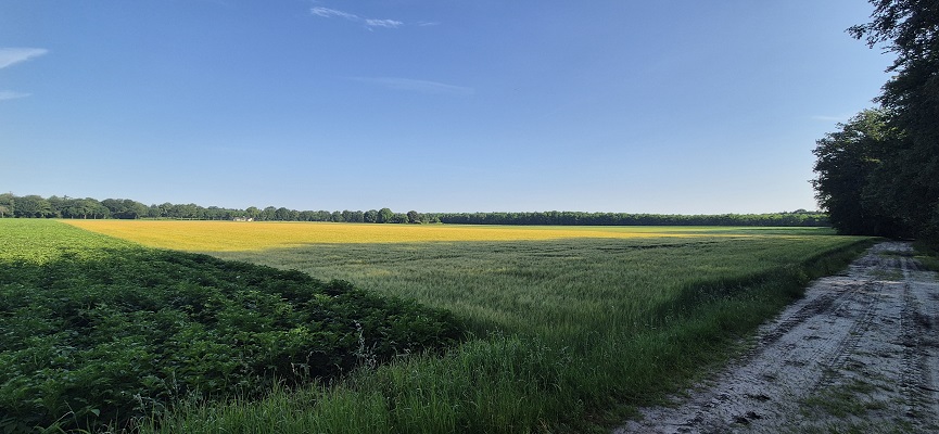 Wandeling over Trage Tocht Sleenerzand