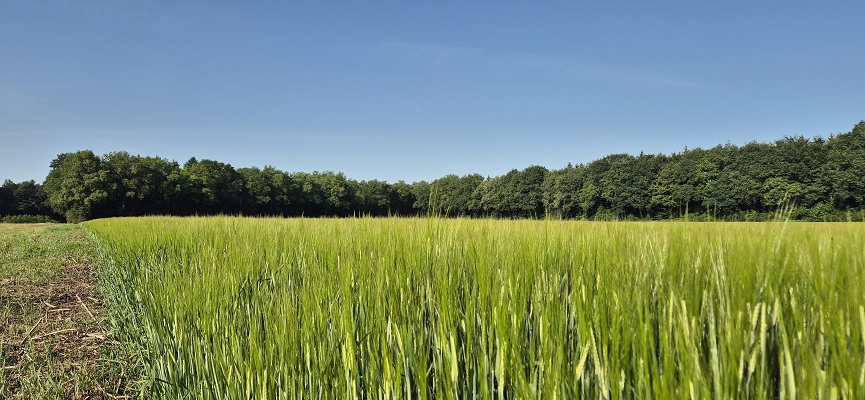 Wandeling over Trage Tocht Sleenerzand