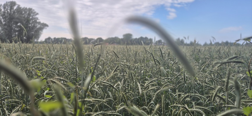 Wandeling over Trage Tocht Zieuwent
