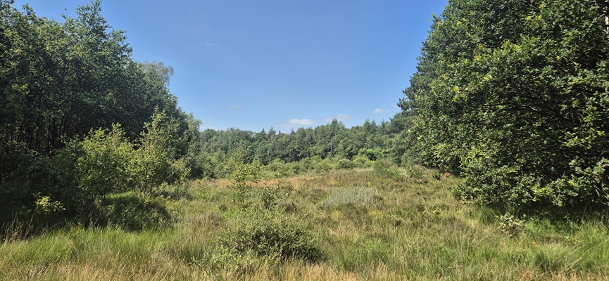 Wandeling over Trage Tocht Haulerwijk in het Blauwe Bos