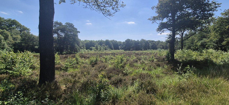 trage-tocht-haulerwijk-19 Wandeling over Trage Tocht Haulerwijk in het Blauwe Bos