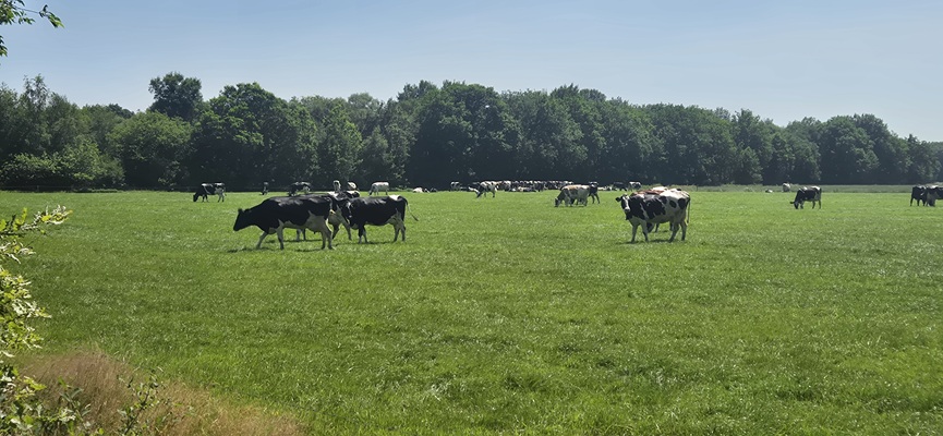 Wandeling over Trage Tocht Haulerwijk in het Blauwe Bos