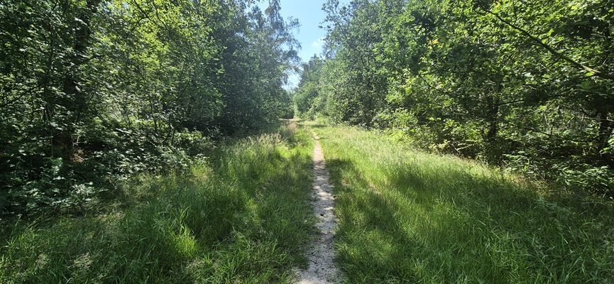 trage-tocht-haulerwijk-5 Wandeling over Trage Tocht Haulerwijk in het Blauwe Bos