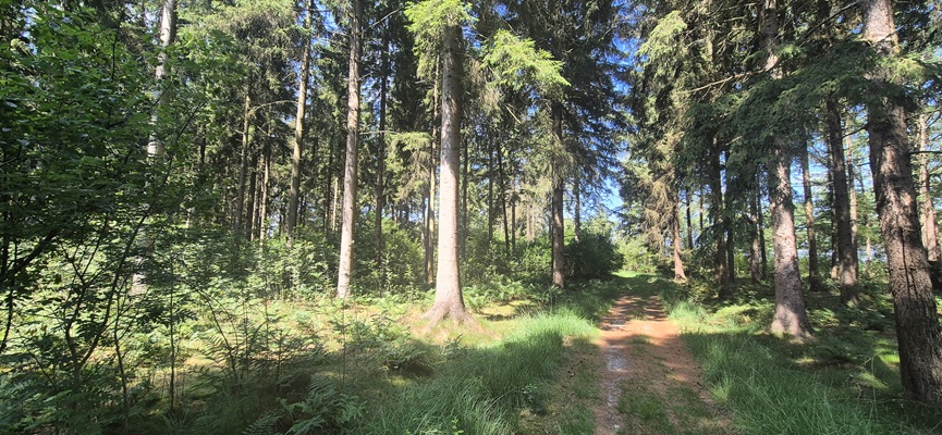Wandeling over Trage Tocht Haulerwijk in het Blauwe Bos
