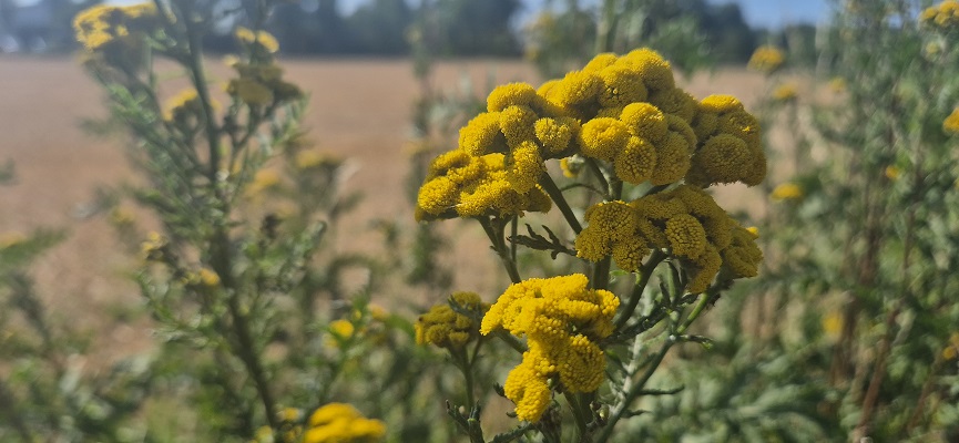 Wandeling over Trage Tocht Hoog-Keppel