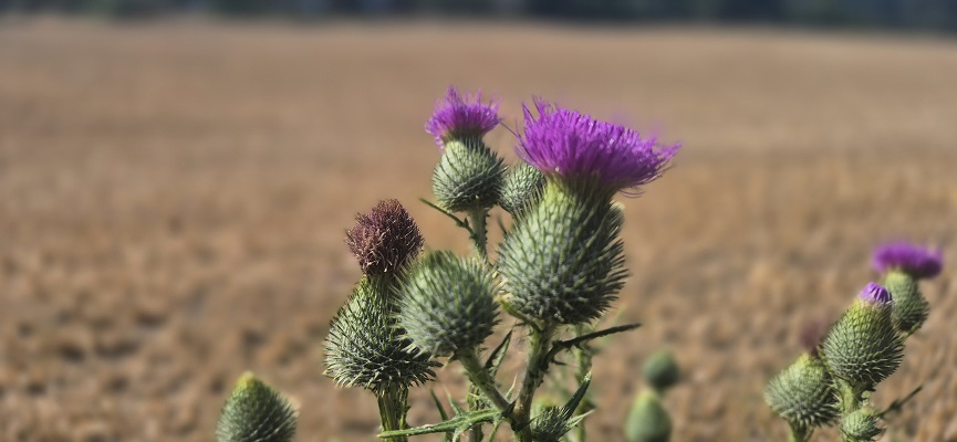 Wandeling over Trage Tocht Hoog-Keppel