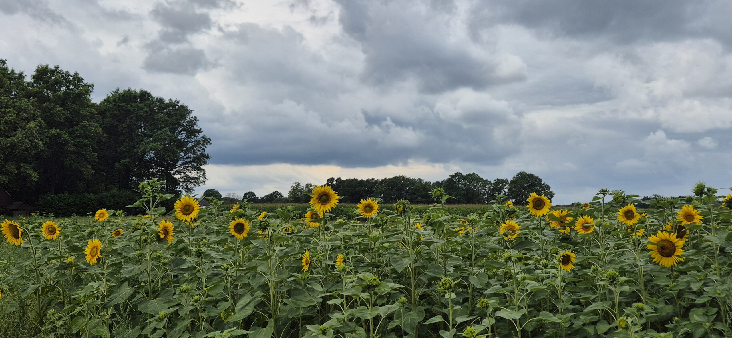 Wandeling over Trage Tocht Huize Ruurlo