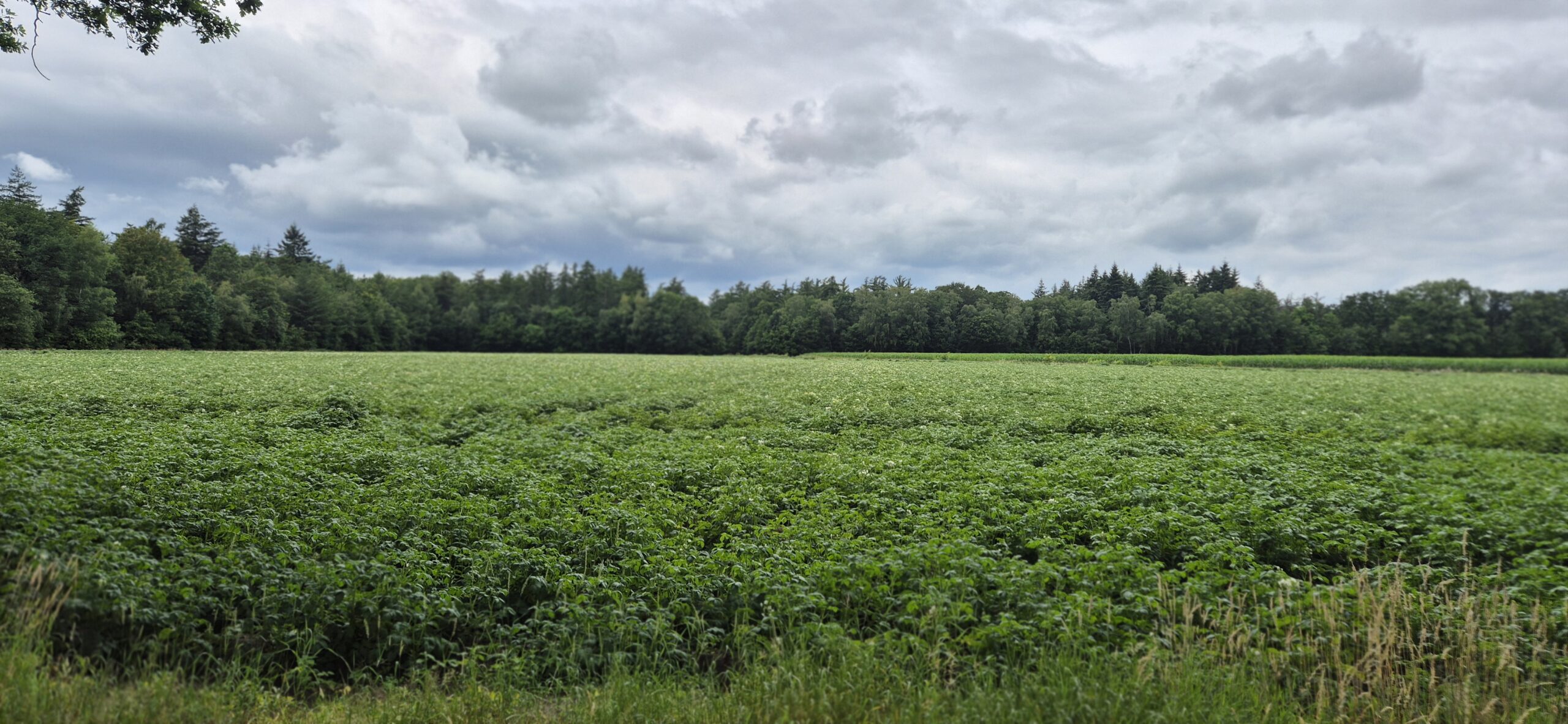 Wandeling over Trage Tocht Huize Ruurlo