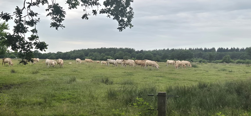 Wandeling over Trage Tocht Peest bij de Peestermaden